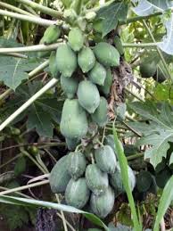 Carica Papaya L Papayes Papaye Verte Salade Papaye Verte Papaye