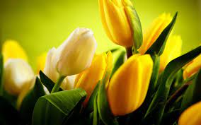 Tulips Yellow Hd Wallpapers Pictures Tulips Images Tulips Flowers Yellow Tulips