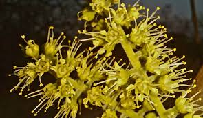 Image result for Chlorophytum subpetiolatum