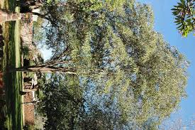 Image result for Croton macrostachyus