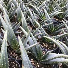 Image result for Aloe suffulta