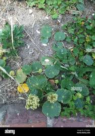Image result for Hydrocotyle bonariensis