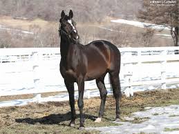 スペシャルウィークを訪ねて レックススタッド 馬産地コラム 競走馬のふるさと案内所 競走馬 馬 馬 牧場