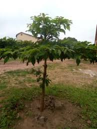 Image result for Terminalia superba