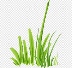Image result for Microchloa