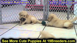 These golden retriever puppies located in new jersey come from different cities, including Golden Retriever Puppies Dogs For Sale In Newark New Jersey Nj 19breeders Paterson Edison Youtube