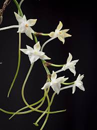 Image result for Rangaeris muscicola