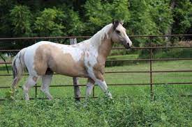 — all breeds — akhal teke american cream andalusian appaloosa american quarter horse araloosa arabian arabian cross asturian azteca barb belgian buckskin campolina canadian. Dble Homozygous Dunskin Tobiano Cow Bred Gorgeous Head