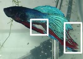 When referring to the different tail types, we are referring to the overall length and shape of the tail. 11 Betta Fish Fin Rot Ideas Fish Fin Betta Fish Betta