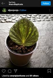 Image result for Nervilia shirensis