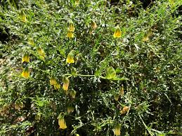 Image result for Hermannia eenii