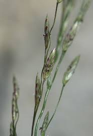 Image result for Eragrostis