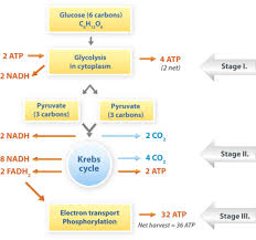 Pin By Bethbaran On Biochemistry Cellular Respiration Biochemistry Photosynthesis And Cellular Respiration
