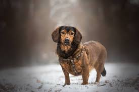 Image result for alpský brakýř jezevčíkovitý