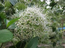 Image result for Pavetta lindina