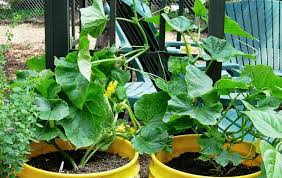 Jangan buang sendok plastikmu, ini 11 kegunaannya untuk berkebun Tips Berkebun Meskipun Lahan Sempit Ini Caranya Wartakepri Co Id