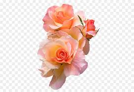 Maybe you would like to learn more about one of these? Pink Flower Cartoon