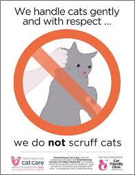 Just cats clinic is a terrific resource for cat owners. Setting Up A Cat Friendly Clinic The Veterinary Nurse