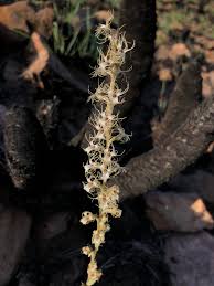 Image result for Holothrix longiflora