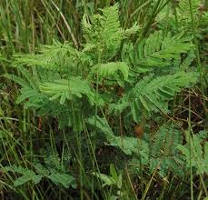 Image result for Acacia angustissima