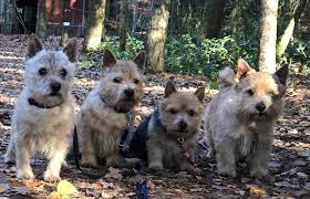 The norwich terrier is a dog that was specially bred for the purpose of hunting rodents. Norwich Terrier Rassebeschreibung Adressen Und Viele Fotos