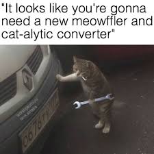 Your daily dose of fun! 100 Funniest Cat Memes Ever