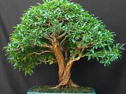 Pruning 'niwaki' japanese garden trees. Bonsai Serissa Phoetida Tree Of A Thousand Stars Garden Jardinitis