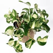 Place the stem cutting into a container with water (like a small vase or glass). Manjula Pothos Care Guide The Contented Plant