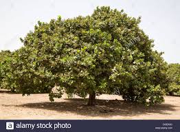 Image result for cashew nut tree image