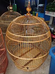 Kalau murai batu tidak mau bunyi karena stres, anda bisa memisahkan dulu dari burung yang lain. Cara Merawat Murai Batu Cepat Gacor Menang Lomba Rajin Manggung Trikmerawat Com