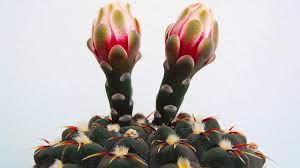In this video, i would like to share 5 tips that. Cactus Flowering Secrets Top 5 Cacti With 100 Blooming Youtube