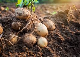 If they're the size of an egg or larger, you can start. How To Chit Potatoes Kids Do Gardening