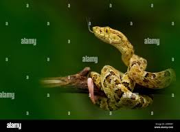 Image result for Bothrops punctatus