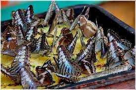 Di sini menempatkan pelbagai spesies serangga yang pasti akan menarik perhatian anda. Taman Rama Rama Dan Reptilia Tempat Menarik Di Melaka Tempat Menarik