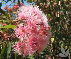 Maybe you would like to learn more about one of these? Corymbia Ficifolia Fairy Floss Grafted Flowering Gum Trees Speciality Trees