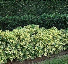 Arboricola Schefflera Hedges Landscaping Planting Shrubs