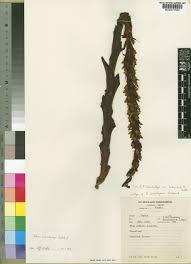 Image result for Disa satyriopsis