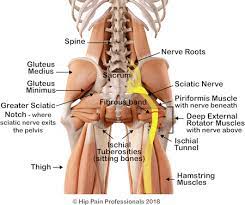 Treatment For Hip Related Sciatica Piriformis Syndrome Deep Gluteal Syndrome