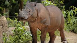 Binturong masuk ke dalam status konservasi sangat kritis di cina dan merupakan satwa dilindungi di malaysia. Badak Sumatera Jantan Terakhir Di Malaysia Mati Fin Co Id