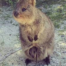 Quokka And Baby Quokka In Pouch Quokkas Only Live On One Very Small Island Off Of Perth Western Australia Critters Happy Animals Baby Animals Quokka