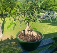 Ficus Bonsai. Watch closely its aerial roots.
