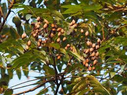 Image result for Toona ciliata