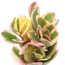 Image result for Kalanchoe fedtschenkoi