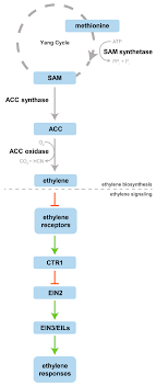 Maybe you would like to learn more about one of these? Plants Free Full Text Modulation Of Organogenesis And Somatic Embryogenesis By Ethylene An Overview Html