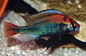 Haplochromis Ruby Green
