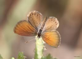 Image result for Geigeria brevifolia