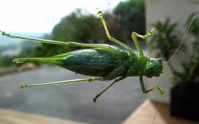 USA: Las Vegas suffers from grasshopper invasion