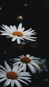 We have a massive amount of desktop and mobile backgrounds. 750 Dark Flower Pictures Download Free Images On Unsplash