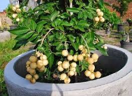 Tips Tanaman Lengkeng Dalam Pot Subur Dan Cepat Berbuah Taman Buah Ide Berkebun Perkebunan Sayur