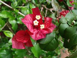 Do or die questions for neet 2020 series. Bougainvillea Spectabilis Bougainvillea Great Bougainvillea Paper Flower North Carolina Extension Gardener Plant Toolbox